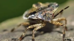 Typy lesných príbytkov a ako sa ich zbaviť v byte